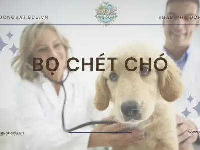 Xóa sổ bọ chét chó: Bí quyết bảo vệ sức khỏe cho chó cưng của bạn