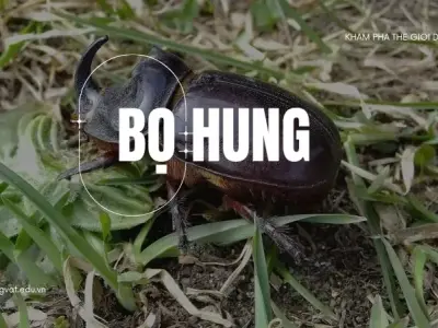 Bọ hung và vai trò quan trọng của chúng trong hệ sinh thái