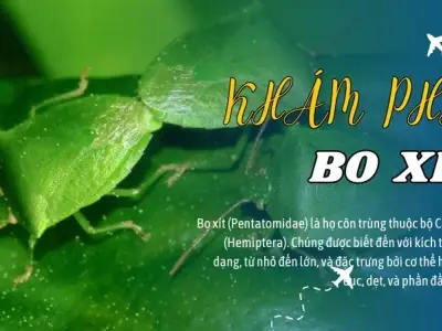 Làm sao để đánh bại bọ xít và bảo vệ mùa màng hiệu quả?