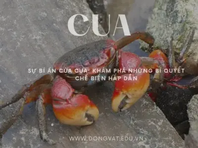 Sự bí ẩn của cua: Khám phá những bí quyết chế biến hấp dẫn