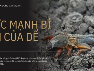 Sức mạnh bí ẩn của dế: Từ y học đến ẩm thực, tất cả bạn cần biết