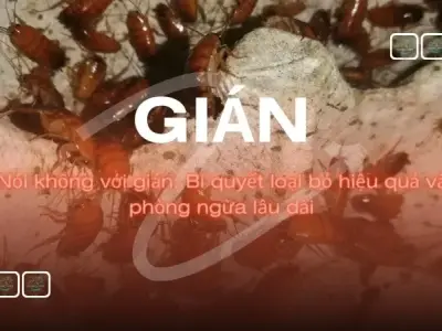 Nói không với gián: Bí quyết loại bỏ hiệu quả và phòng ngừa lâu dài