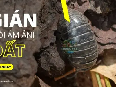 Nỗi ám ảnh gián đất - Đánh bay chỉ trong vòng 1 nốt nhạc