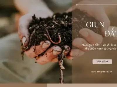 Nuôi giun đất - Vũ khí bí mật cho khu vườn xanh tốt và trĩu quả