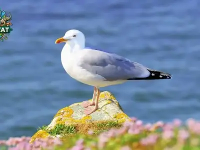Chim Hải Âu - Những điều thú vị về loài chim biển nổi tiếng