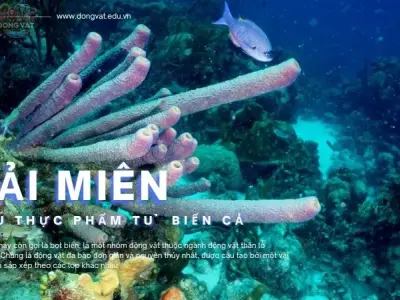 Hải miên, siêu thực phẩm từ biển cả: Bí quyết sức khỏe và sắc đẹp