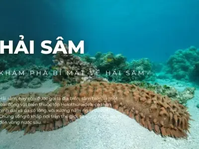 Khám phá bí mật về hải sâm: Siêu thực phẩm bổ dưỡng và quý giá