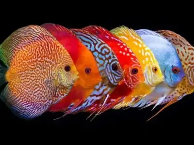Khám phá đặc điểm, nguồn gốc và phân loại cá đĩa