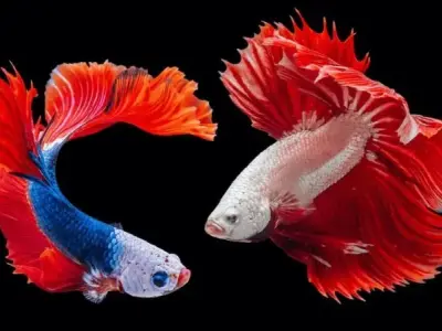 Khám phá vẻ đẹp độc đáo của cá Betta - Loài cá chiến binh