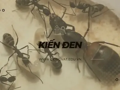 Khám phá kiến đen: Biện pháp phòng ngừa &amp; cách xử ký khi bị cắn