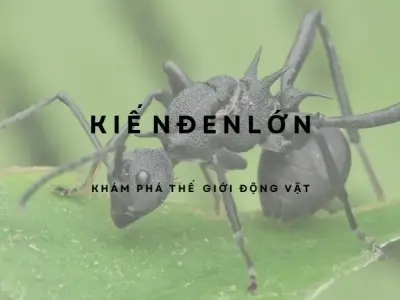Kiến đen lớn - Cách phòng ngừa đơn giản mà hiệu quả bất ngờ