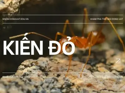 Khám phá thế giới bí ẩn vô cùng kỳ thú của loài kiến đỏ