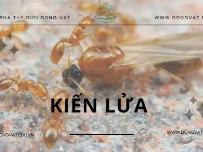 Kiến lửa - Liệu chúng có phải là kẻ thù của con người?