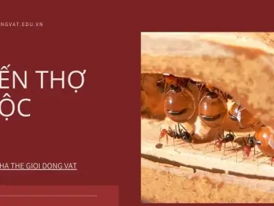 Kiến thợ mộc: Những dấu hiệu cảnh báo và cách xử lý tận gốc