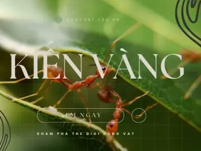 Kiến vàng - Đặc điểm, tập tính và vai trò trong hệ sinh thái