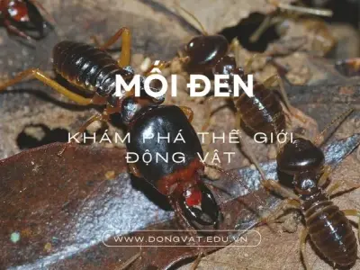 Nỗi ám ảnh mang tên mối đen: Kẻ phá hoại thầm lặng trong nhà bạn