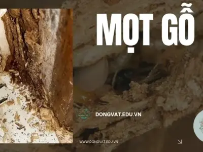 Bí quyết diệt mọt gỗ tận gốc dứt điểm, bảo vệ đồ gỗ an toàn