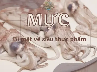 Mực - Bí mật về siêu thực phẩm dinh dưỡng cho sức khỏe