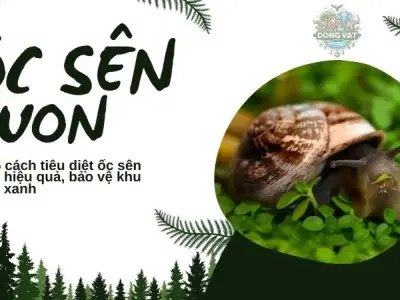 Top 5 cách tiêu diệt ốc sên vườn hiệu quả, bảo vệ khu vườn xanh