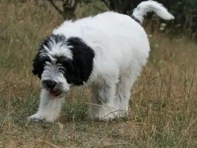 Chó Polish Lowland Sheepdog có nguồn gốc từ đâu? Đặc điểm nổi bật