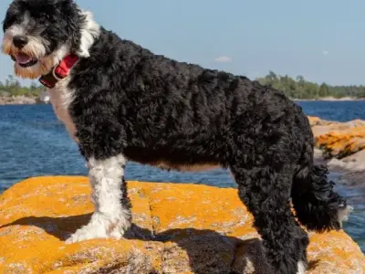 Tại sao nên chọn nuôi chó Portuguese Water Dog làm thú cưng?