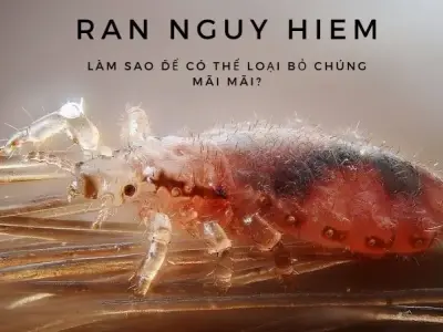 Rận nguy hiểm: Làm sao để có thể loại bỏ chúng mãi mãi?