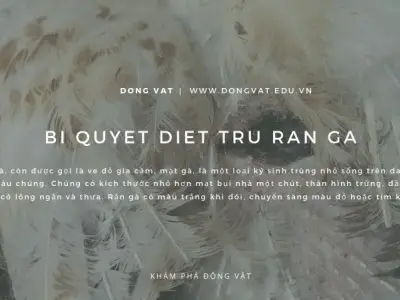 Cứu lấy đàn gà của bạn: Bí quyết diệt trừ rận gà hiệu quả nhất