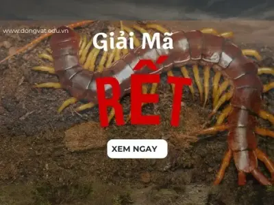 Giải mã bí ẩn rết: Từ cấu tạo cơ thể đến nọc độc nguy hiểm