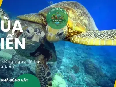 Hành động bảo vệ rùa biển: Chung tay gìn giữ kỳ quan đại dương
