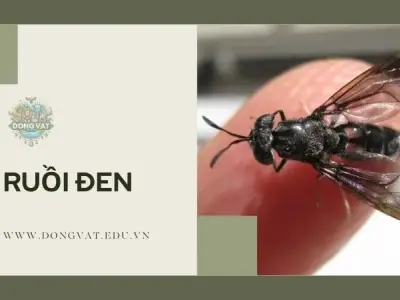 Nỗi ám ảnh ruồi đen: Cách tiêu diệt và phòng ngừa hiệu quả