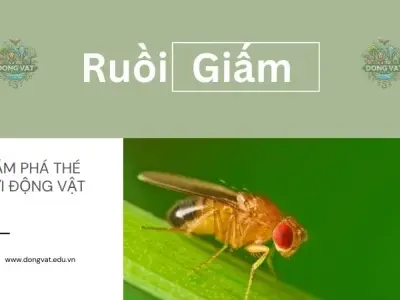  7 mẹo đơn giản đánh bay ruồi giấm vĩnh viễn hiệu quả bất ngờ