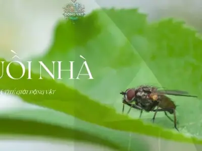 Nỗi ám ảnh ruồi nhà: Cách tiêu diệt và phòng ngừa hiệu quả