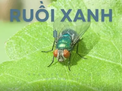 Ruồi xanh: Nguyên nhân, tác hại và cách phòng ngừa hiệu quả