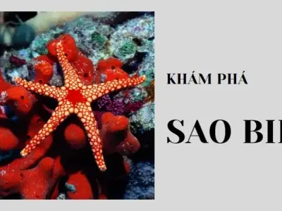 Khám phá sự kỳ diệu của sao biển: Biểu tượng đại dương đầy bí ẩn