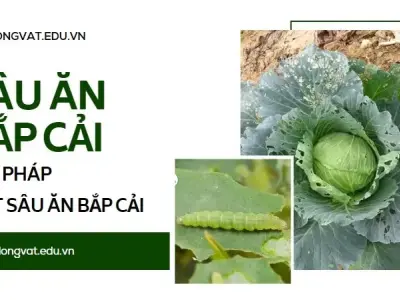 Giải pháp diệt sâu ăn bắp cải hiệu quả không thể bỏ qua