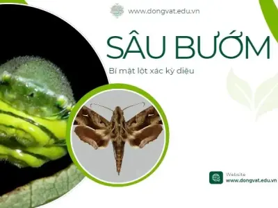 Bí mật lột xác kỳ diệu: Từ sâu bướm xấu xí hóa bướm đẹp lung linh