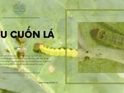 Sâu cuốn lá - Cách phòng ngừa hiệu quả để bảo vệ cây trồng