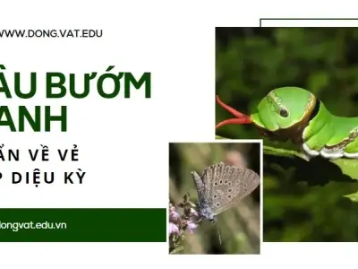 Sâu bướm xanh: Bí ẩn về vẻ đẹp diệu kỳ và ý nghĩa sâu sắc