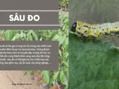 Bí quyết diệt trừ sâu đo dứt điểm, Bảo vệ năng suất cây trồng