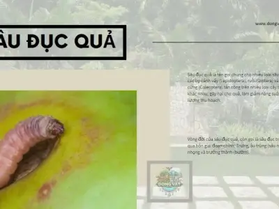 Diệt trừ sâu đục quả không khó: Hướng dẫn chi tiết từ A-Z