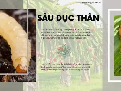 Top 5 cách phòng ngừa sâu đục thân hiệu quả, không lo tái phát