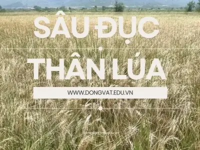 Phòng ngừa sâu đục thân lúa - Bí quyết bảo vệ mùa màng bội thu