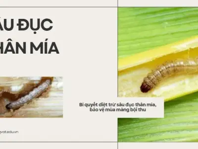 Bí quyết diệt trừ sâu đục thân mía, bảo vệ mùa màng bội thu