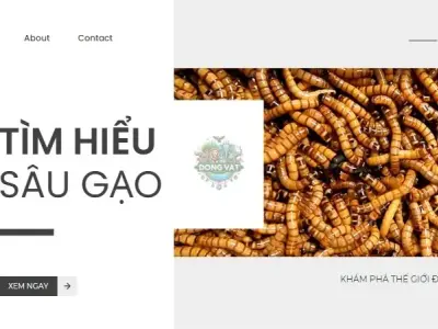 Bí quyết diệt sâu gạo hiệu quả, bảo vệ mùa màng an toàn
