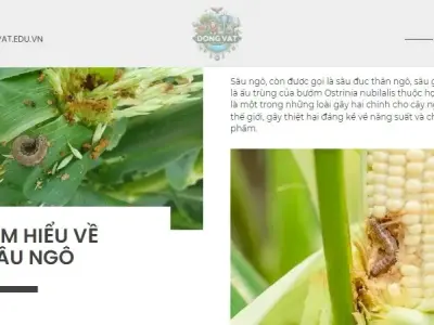 Nỗi ám ảnh của sâu ngô và cách tiêu diệt chúng hiệu quả