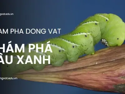 Khám phá sâu xanh: Vòng đời, đặc điểm và cách diệt trừ hiệu quả
