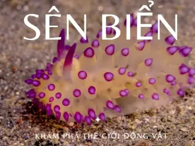Khám phá sên biển: Vẻ đẹp, tập tính và giá trị sinh học