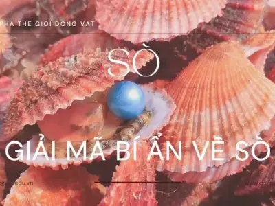 Bí ẩn về sò: Những câu chuyện kỳ diệu về sinh vật dưới đáy biển