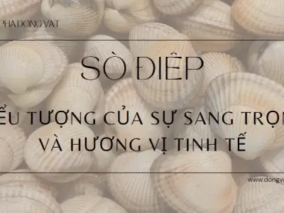 Sò điệp: Biểu tượng của sự sang trọng và hương vị tinh tế