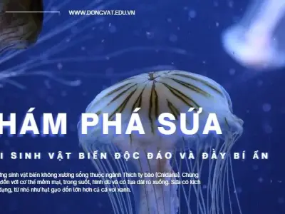 Khám phá sứa: Loài sinh vật biển độc đáo và đầy bí ẩn